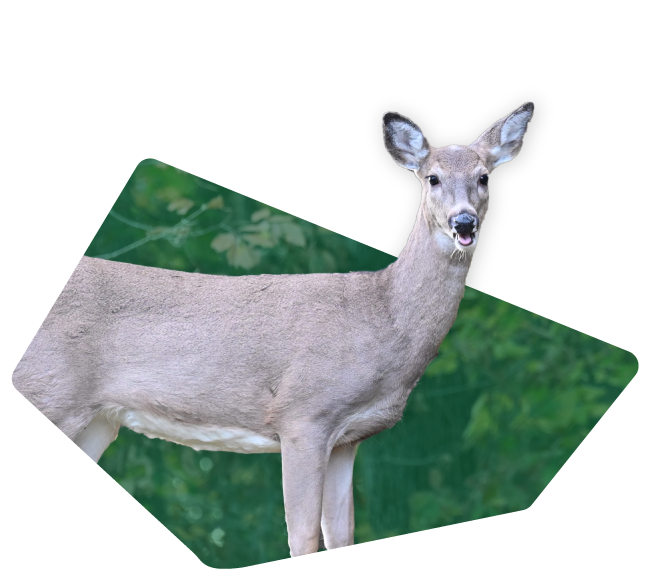 deer-slide